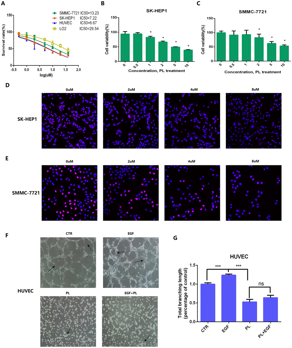 IC50, CCK8 assay, EdU assay and tube formation assay for anti-tumor effect validation of piperlongumine. (A) IC50 of piperlongumine in normal liver cell line (LO2), HUVEC and HCC cell lines. (B, C) CCK8 assay showed piperlongumine inhibited proliferation of SK-HEP1 (B) and SMMC-7721 (C) cell lines in a dose-dependent manner. (D, E) EdU assay showed the inhibition effect of piperlongumine in proliferation of SK-HEP1 (D) and SMMC-7721 (E) cell lines. (F) Tube formation assay suggested that piperlongumine inhibited angiogenesis via EGF/EGFR axis. (G) Statistical analysis to quantify the inhibitory effect of piperlongumine on angiogenesis.