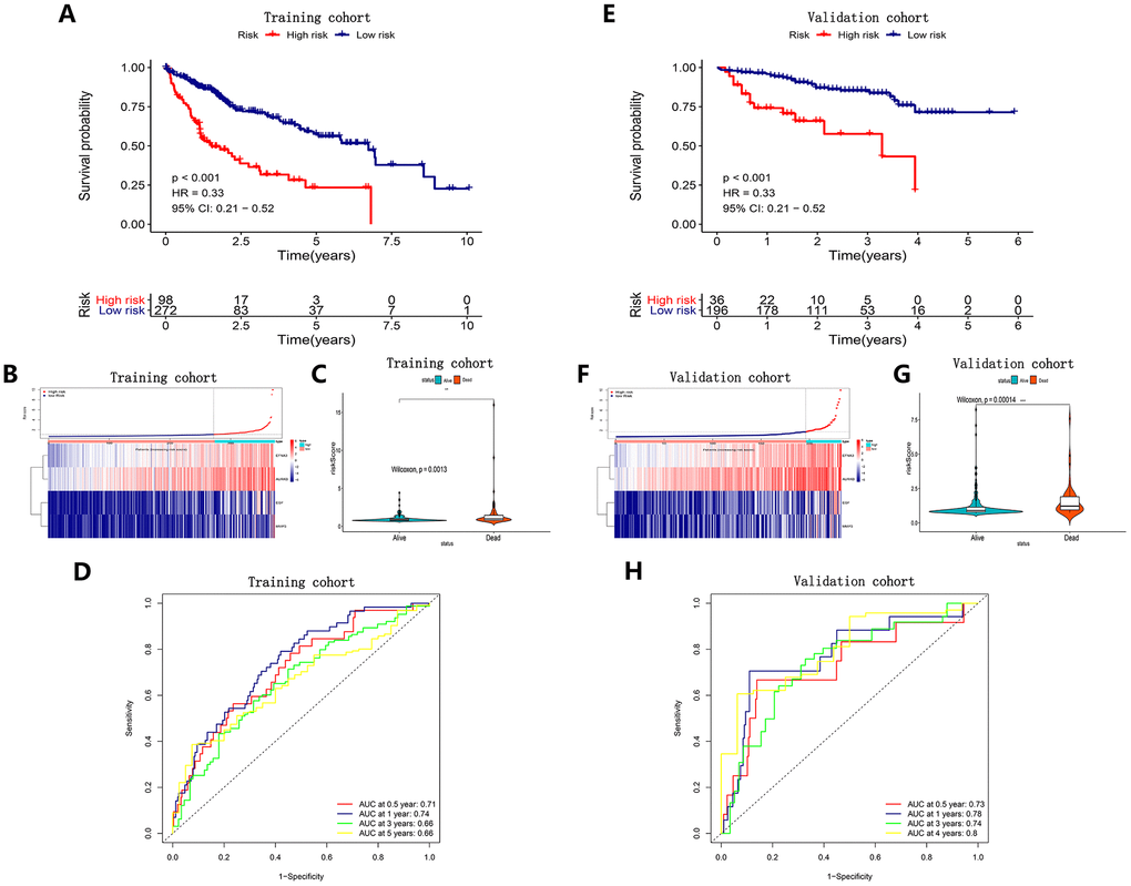 Survival analysis, risk score distribution, Violin plots and time-dependent ROC curves of a prognostic model in the TCGA HCC cohort (A–D) and ICGC HCC cohort (E–H). A and E K-M survival curves showed the OS in the high-risk group was significantly worse than that in the low-risk group (PB, F) Distribution of risk scores of HCC patients with different gene expression levels. (C, G) Risk scores of HCC patients with different survival status. (D, H) ROC curve analysis for OS prediction.