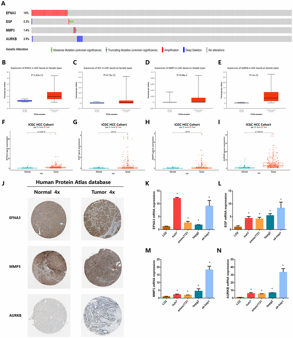 Validation of the expression characteristics of angiogenic genes. (A) Genetic alteration detection of the angiogenic genes in the TCGA HCC cohort. (B–E) Expression levels of angiogenic genes in HCC and normal samples in the TCGA HCC cohort. (F–I) Expression levels of angiogenic genes in HCC and normal samples in the TCGA HCC cohort. (J) The imagines showed the expression patterns of the angiogenic genes in HCC tissues and normal liver tissues. (K–N) The expression profiles of the angiogenic genes in multiple types of HCC cell lines.