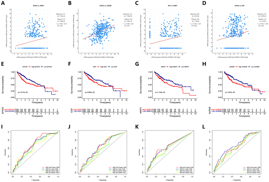 Prediction performance of angiogenic genes for OS and regression analysis between expression levels of different genes. (A–D) The expression of the angiogenic genes was synergistic with each other. (E–H) (K–M) survival curves indicated the OS in the high-expression group was significantly poorer than that in the low-expression group (PI–L) ROC curve analysis for OS prediction at 0.5, 1, 3 and 5 years.