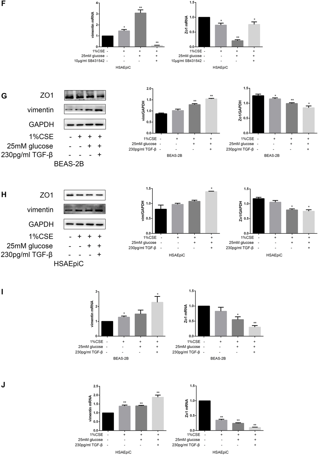 High glucose levels and CS exposure induced EMT through the TGF-β signaling pathway. qRT-PCR analyses of Zo1 and vimentin in HSAEpiC (F) cells. (G–J) AECs were treated with 25 mM glucose and 1% CSE for 24 hours, and TGF-β was added 2 hours before the cells were harvested. Western blots of Zo1 and vimentin from BEAS-2B (G) and HSAEpiC (H) cells. qRT-PCR analyses of Zo1 and vimentin in BEAS-2B (I) and HSAEpiC (J) cells. * p