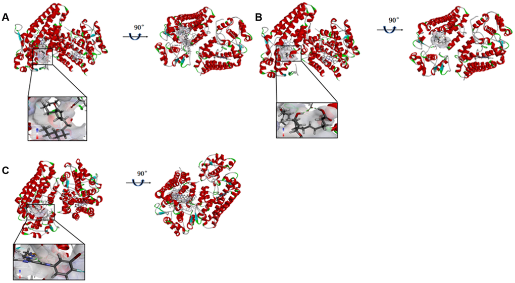 (A) ZINC000012495022-IDO complex. Schematic drawing of interactions between ligands and IDO, the surface of binding area were added, blue represented positive charge, red represented negative charge, and ligands were shown in sticks, the structure around the ligand-receptor junction were shown in thinner sticks. (B) ZINC000003791817-IDO complex. Schematic drawing of interactions between ligands and IDO, the surface of binding area were added, blue represented positive charge, red represented negative charge, and ligands were shown in sticks, the structure around the ligand-receptor junction were shown in thinner sticks. (C) Epacadostat-IDO complex. Schematic drawing of interactions between ligands and IDO, the surface of binding area were added, blue represented positive charge, red represented negative charge, and ligands were shown in sticks, the structure around the ligand-receptor junction were shown in thinner sticks.