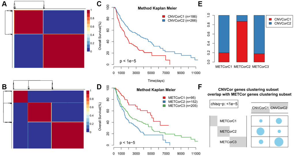 Identification of SKCM molecular subtypes using CNVcor and METcor genes. (A, B) Plots show the non-negative factorization (NMF) cluster results for CNVcor genes in CNV data (A) and for METcor genes in MET data (B). (C, D) Kaplan–Meier plot analyses of differences in OS among subtypes identified by NMF clustering of CNVcor (C) and METcor (D) genes. (E, F) Subtypes based on CNVcor genes overlapped to a great extent with those based on METcor genes.