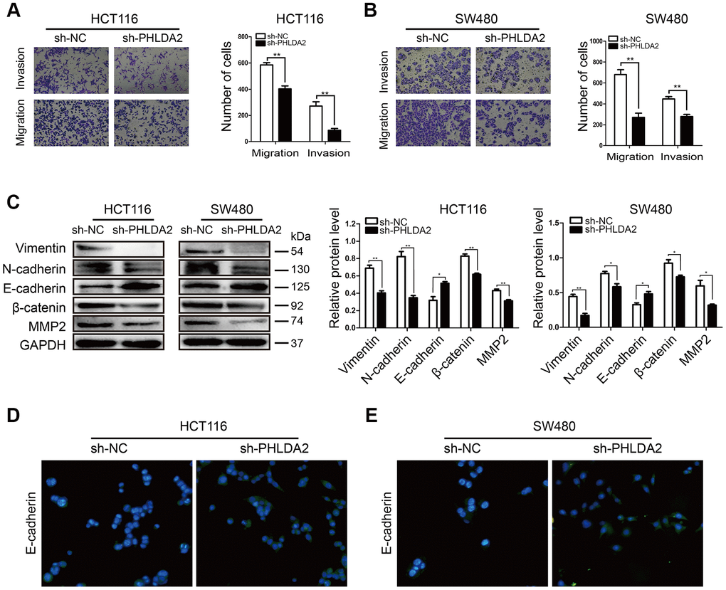 Low PHLDA2 expression inhibits CRC cellular migration and invasion by down regulation of EMT. (A, B) Invasion and migration of HCT116 and SW480 cells were measured by flow cytometry. (C) Western blots showing the levels of EMT-associated proteins; Vimentin, N-cadherin, E-cadherin, β-catenin, and MMP2. (D, E) Protein expression and sub-localization of E-cadherin as visualized by immunofluorescence. Data are shown as mean ± SD; *P PP 