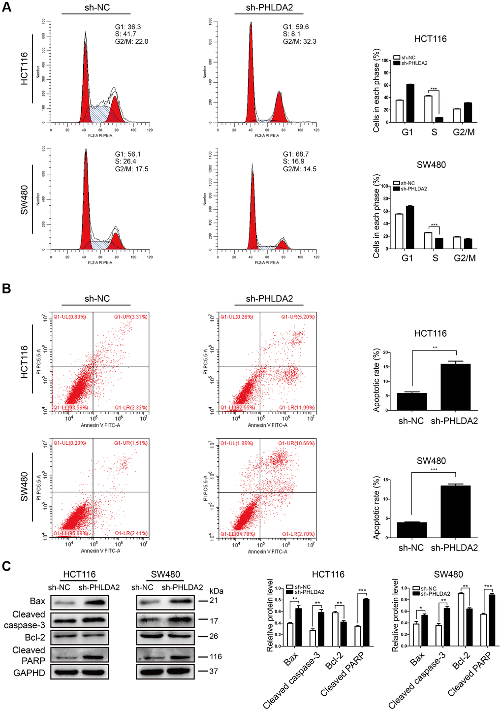 Inhibition of PHLDA2 induces cell cycle arrest in G1/S phase and increases apoptosis in CRC cells. (A, B) Apoptosis and cell cycle phase of transfected cells as measured by flow cytometry. (C) Western blots showing the levels of apoptosis-associated proteins (Cleaved caspase-3, Cleaved PARP, Bax, and Bcl-2) were assessed. Data are shown as mean ± SD; *P PP 