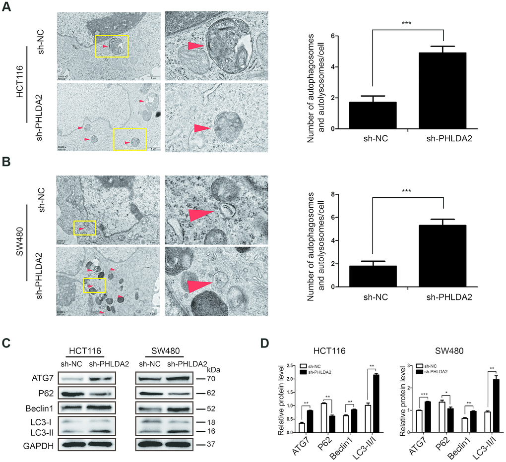 Low PHLDA2 expression enhances autophagic flux in CRC cells. (A, B) We used TEM (×20,000) to image HCT116 and SW480 cells and quantified the number of autophagic vacuoles (autophagosomes and autolysosomes) in subsets of 10 randomly-selected cells of each type. Red arrows, autophagic vacuoles; *PPC, D) Expression of autophagy-associated proteins ATG7, Beclin1, LC3, and P62. Data are shown as mean ± SD; *P P P 