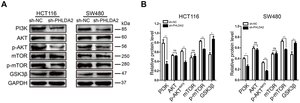 The effects of PHLDA2 on autophagy and EMT are partially dependent upon the PI3K/AKT signaling pathway in CRC cells. (A, B) Levels of PI3K, AKT, p-AKTS473, mTOR, p-mTOR, and GSK3β proteins were assessed in stably-transfected HCT116 and SW480 cells. Data are shown as mean ± SD; ns: no statistically significant difference; *P P 