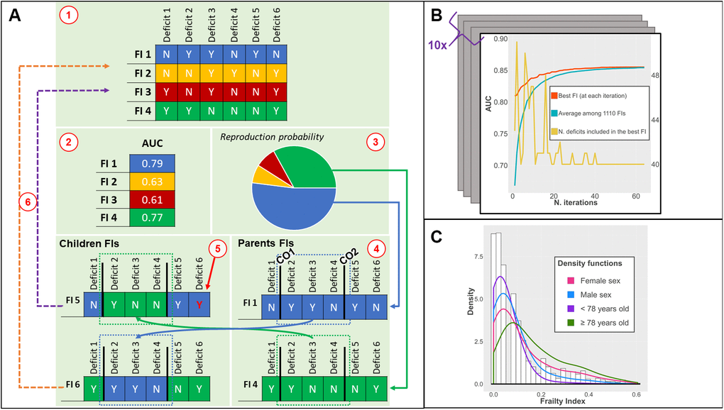 (A) Phases of the genetic algorithm: 1) an initial population of FIs is created; 2) the fitness (AUC) of each FI is tested; 3) the fittest FIs have higher chances to be selected for recombination; 4) two crossing-over points are randomly found for each parent FI: children FIs are created by combining different parts of parents FI; 5) a low probability of random mutations of a deficit is introduced; 6) children FIs replace the least fit FI; (B) Output of the genetic algorithm: iteration by iteration, the AUC of the best FI and average AUC of the population of FIs increases until convergence. The number of deficits included can vary iteration by iteration; (C) Distribution of the ga-FI in the whole population (histogram) and density functions in different subsamples. Abbreviations: FI = Frailty Index, AUC = Area under the Curve, CO = Crossing Over point; ga-FI = best genetic algorithm-derived FI.