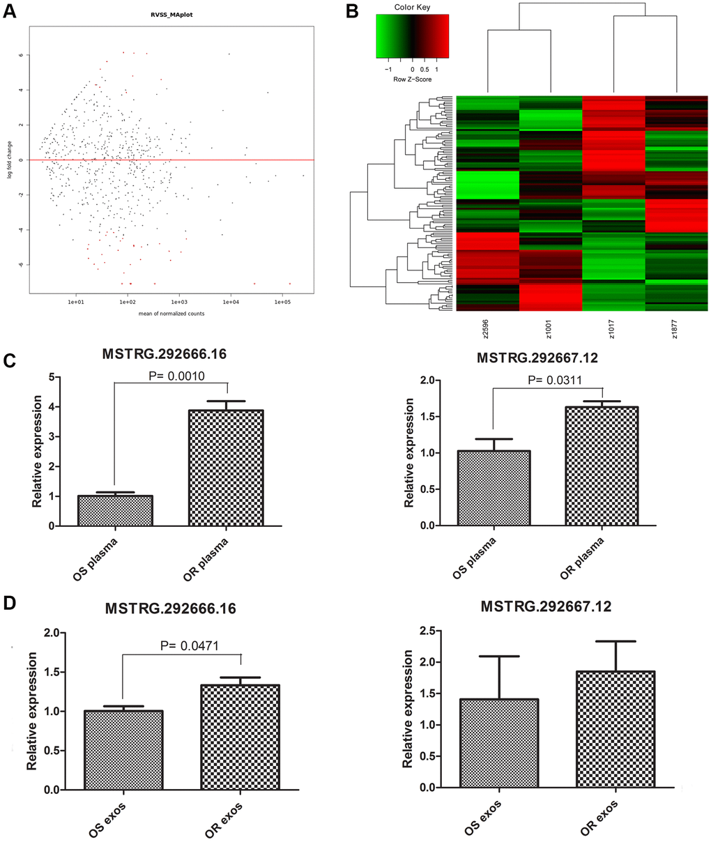 Characterizing of long non-coding RNAs (lncRNAs) profiles. (A) MA plot displayed the differentially expressed lncRNAs between osimertinib-resistant exosomes and osimertinib-sensitive exosomes. (B) Heatmap displayed the differentially expressed lncRNAs between osimertinib-resistant exosomes and osimertinib-sensitive exosomes. z2596 and z1001 are exosomes isolated from two patients before osimertinib treatment, while z1017 and z1877 are exosomes isolated from the same patients acquired osimertinib resistance. (C) qRT-PCR determined the relative expression of lncRNA MSTRG.292666.16 and lncRNA MSTRG.292667.12 between osimertinib-resistant plasma and osimertinib-sensitive plasma. OS: osimertinib-sensitive; OR: osimertinib-resistant. (D) qRT-PCR determined the relative expression of lncRNA MSTRG.292666.16 and lncRNA MSTRG.292667.12 between osimertinib-resistant exosomes and osimertinib-sensitive exosomes. OS: osimertinib-sensitive; OR: osimertinib-resistant.