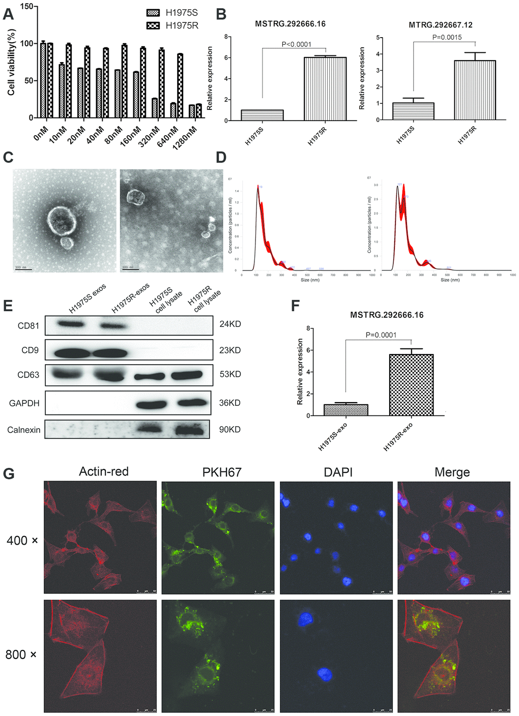 Establishment of osimertinib-resistant H1975 cell lines. (A) CCK-8 assay was conducted by treating H1975 cells with different concentrations of osimertinib. (B) Relative expression of lncRNA MSTRG.292666.16 and MSTRG.292667.12 in H1975 sensitive (H1975S) cells and H1975 resistant (H1975R) cells. (C) Representative TEM image of exosomes isolated from H1975S cells (left) and H1975R cells (right). Scale bar: 100 nm; (D) Nanoparticle tracking analysis of the size of exosomes isolated from H1975S cells (left) and H1975R cells (right). (E) Western blot analysis of exosomal marker CD9, CD63 and CD81. GAPDH and Calnexin were used as negative control. (F) Relative expression of lncRNA MSTRG.292666.16 in exosomes isolated from H1975S cells (H1975S-exo) and H1975R (H1975R-exo) cells. (G) The uptake of the PKH67 labelled osimertinib-resistant exosomes was evident in H1975 cells after 12 h of incubation. Cytoskeleton was dyed with actin-red, exosomes were dyed with PKH67. Scale bar, 10 μm.