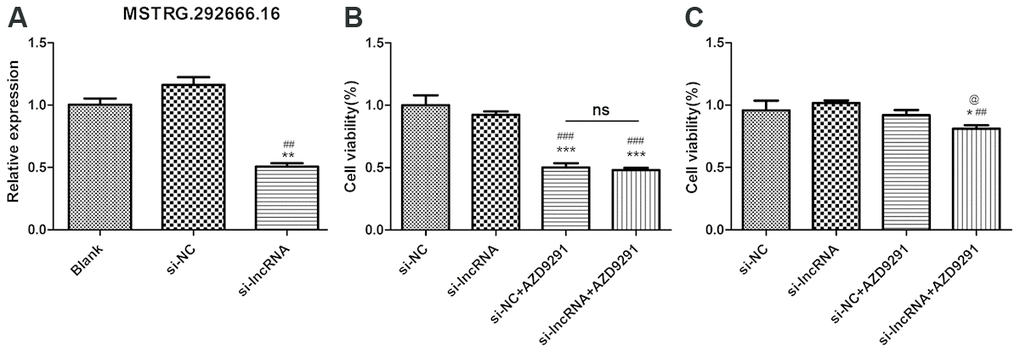 LncRNA MSTRG.2992666.16 might be associated with osimertinib resistance. (A) Relative expression of lncRNA MSTRG.292666.16 in blank, si-NC and si-lncRNA MSTRG.292666.16 group. ** indicates P P B) CCK-8 assay of H1975S cells treating with AZD9291 and si-lncRNA MSTRG.292666.16. *** indicates P P C) CCK-8 assay of H1975R cells treating with AZD9291 and si-lncRNA MSTRG.292666.16. * indicates P P 