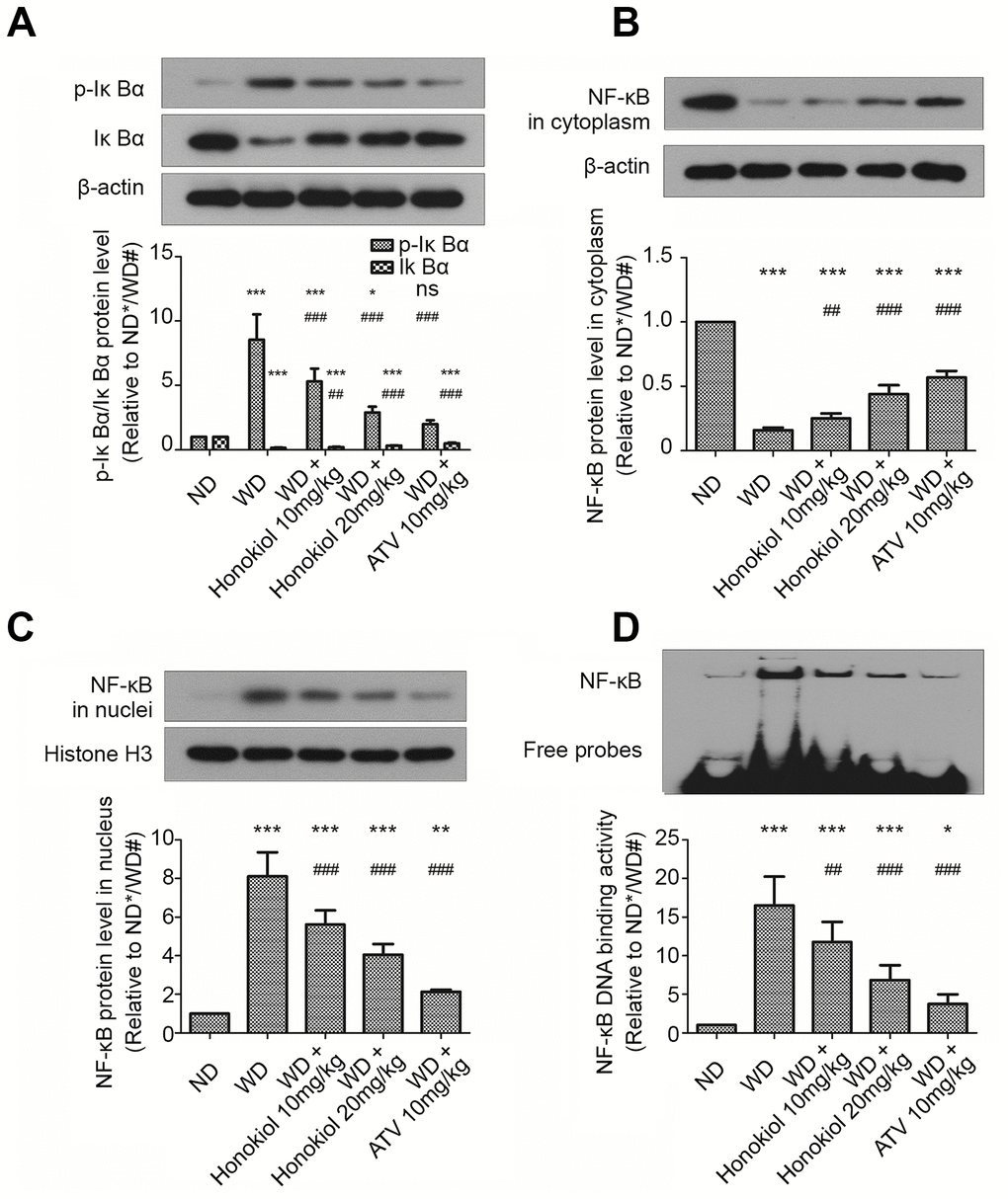 Effect of honokiol on the activation of NF-κB signaling pathway in mice with carotid artery atherosclerosis. (A–C) The protein levels of p-IκBα, IκBα (A), cytoplasmic NF-κB (B), and nuclear NF-κB (C) were assessed by western blotting analysis. β-actin or histone H3 was used as a loading control for cytoplasmic or nuclear protein, respectively. (n = 6; * P P P P P P D) The DNA binding activities of NF-κB in carotid tissue from the indicated groups were detected by EMSA assay. (n = 6; * P P P P P P 