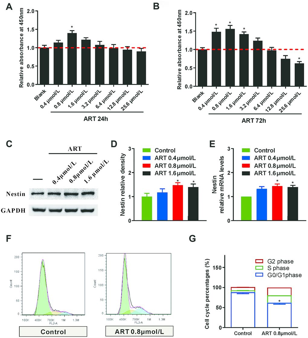 The proliferation of NSPCs was promoted by the ART. (A, B) CCK8 was used to examine the effects of different ART dosages (0, 0.4, 0.8, 1.6, 3.2, 6.4, 12.8 and 25.6 μmol/L) on the proliferation of neural stem cells at 24h and 72h post-treatment. (C, D) Western blotting was used to detect the expression level of Nestin in NSPCs treated with ART (0, 0.4, 0.8 and 1.6 μmol/L). (E) RT-qPCR was used to examine the expression of Nestin in NSPCs after the treatment. (F, G) Flow cytometry was used to evaluate the effects of 0.8 μmol/L ART on cell cycle progression of NSPCs at 72h after treatment. Data are shown as the mean ± SEM, *p