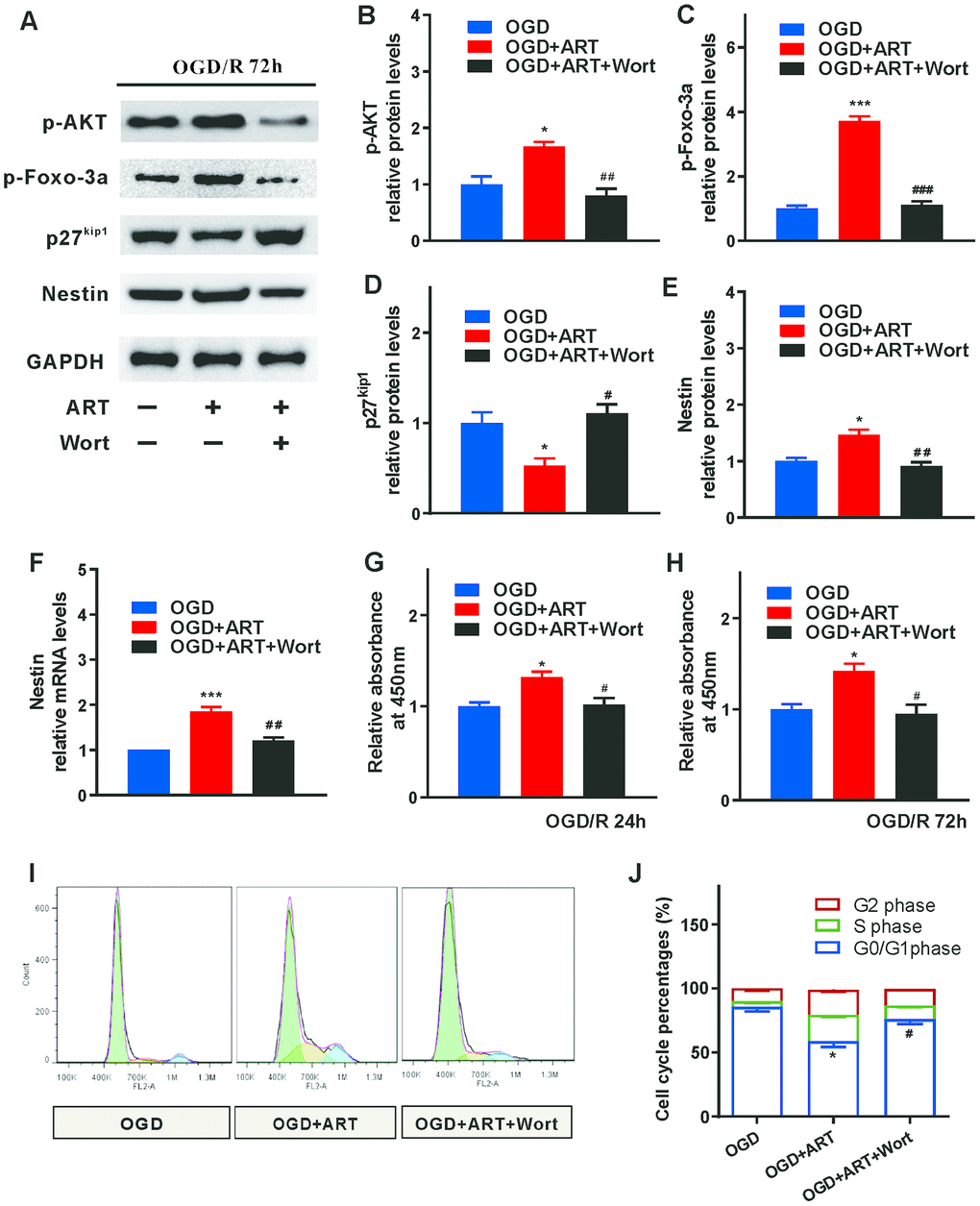 PI3K/Akt/FOXO-3a/p27Kip1 signaling is involved in ART-induced proliferation of NSPCs after OGD/R injury. (A) 72h after OGD/R, western blotting was performed in control (OGD), ART-treated (OGD+ART) and ART and wortmannin-treated (OGD+ART+Wort) group. (B–E) The expression levels of p-AKT, p-FOXO-3a, p27kip1, and Nestin were examined. (F) RT-qPCR was used to evaluate the expression of Nestin in NSPCs of different groups. (G, H) CCK8 was used to examine the proliferation of NSPCs at 24 h and 72h after OGD/R injury. (I, J) Flow cytometric analysis was carried out to determine the cell cycle progression of NSPCs 72h post-OGD/R injury. Data are shown as the mean ± SEM (*p#p##p###p