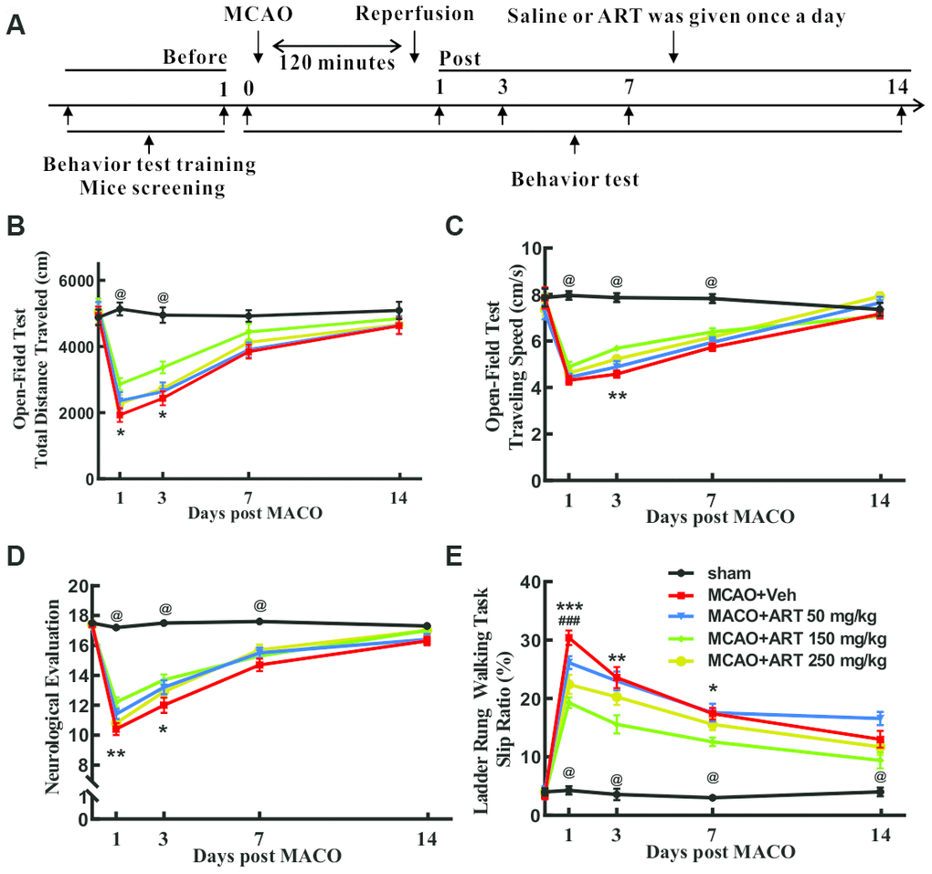 Systemic administration of ART reduced motor function impairment of MCAO animals in vivo. (A) The flow chart of experimental design. (B, C) The open field test was performed to measure general motor functions, and total travel distance and total travel speed were recorded. (D) Neurological evaluation (18-point scale assessment for the severity of impairment) was carried out to determine somatosensory movement function. (E) The ladder rung walking task was performed to evaluate fine motor function, and the slip ratio of the contralateral limbs was counted within 50 steps. Data are shown as the mean ± SEM, *p#p ##p###p@p