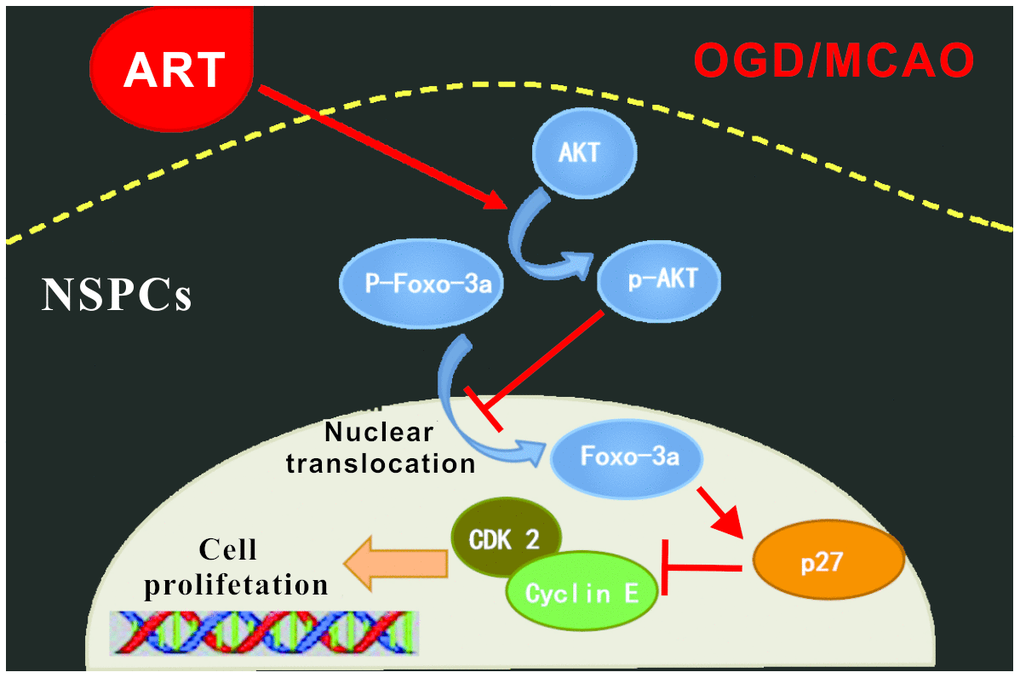 Schematic summary. ART is able to promote the proliferation of NSPCs after ischemic injury both in vivo and in vitro, through the AKT/FOXO-3a/p27Kip1 pathway, thus improve the ischemic penumbra and reduce infarct volume, further promoting functional reconstruction.