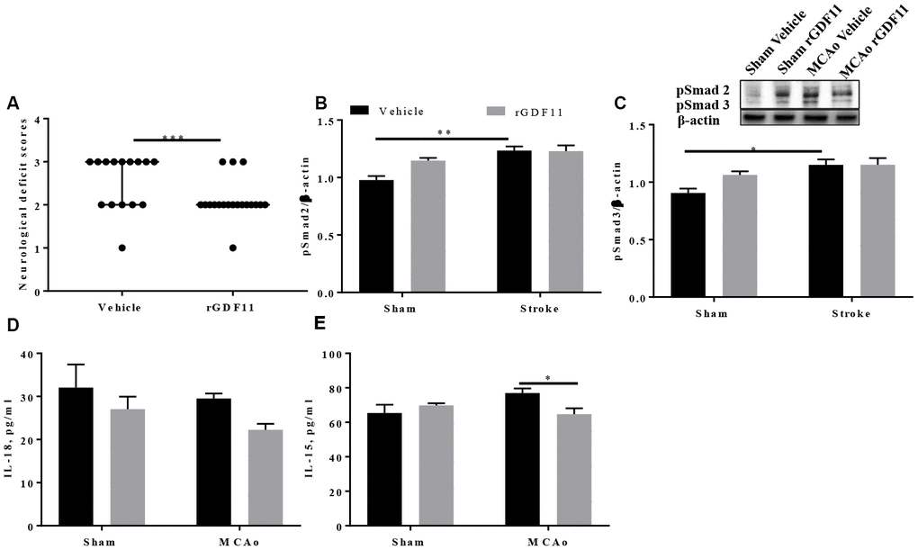 Recombinant GDF11 treatment improved early neurological recovery by reducing brain inflammation after transient ischemic stroke. (A) a decrease in NDS at day 10 post MCAo, (B) pSmad2 and (C) psmad3 expression in the vehicle and rGDF11 treated mice at day 10 post-stroke, (D) decrease in brain IL-18 and (E) IL-15 levels in the MCAorGDF11 treated mice at day 10 post-stroke n=3-7,*p
