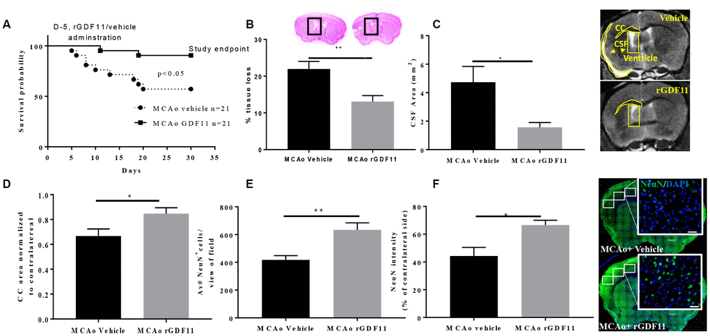 Reduced tissue loss and mortality after exogenous GDF11 treatment in old MCAo mice. (A) survival probabilities, GDF11 treatment led to (B) less brain tissue loss, (C) decrease in cerebrospinal fluid (CSF) area, and preserved (D) corpus callosum (CC) area. An increase in (E) NeuN count and (F) intensity with rGDF11 treatment was seen at 30 days post-stroke. Magnification 20X. Scale bar 20 μm. n=5-8,*p