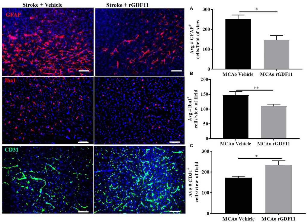 Exogenous GDF11 reduced gliosis and increased CD31+ endothelial cells. (A) decline in GFAP + and (B) Iba-1 + cells in MCAo GDF11 group at day 30 post-stroke, (C) increase in CD31+ endothelial cells in the MCAo GDF11 cohort at day 30 after stroke. Magnification 20X. Scale bar 20μm. n=5. *p