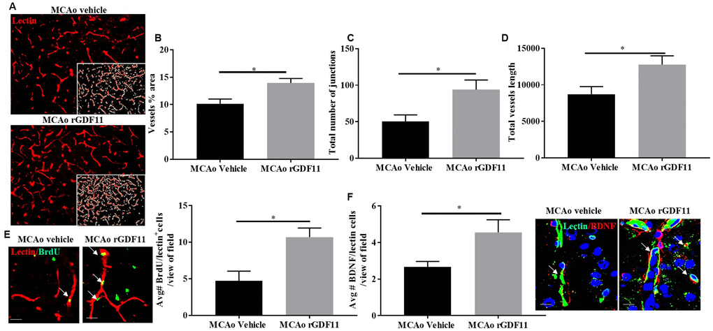 Exogenous GDF11 increased angiogenesis in older mice after stroke. (A) representative images showing lectin stain and inset shows quantitatively measured region using Angio tool software (Magnification 20X), (B) vessel percentage area, (C) total number of junctions, (D) total vessel length was increased in the MCAo rGDF11 treated older mice, (E) representative images showing BrdU and lectin stain in the treatment groups, BrdU/lectin+ cells and BDNF/lectin+ cells in the treatment groups, (F) increase in BDNF/lectin+ cells in the rGDF11MCAo group. Magnification 20X (Lectin/BrdU+ cells) magnification 63X (Lectin/BDNF+ cells). Scale bar 20μm. n= 5-6, *p