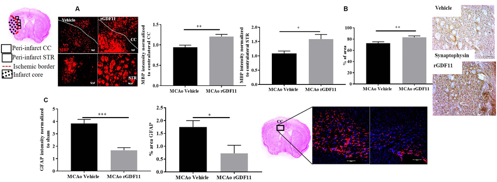 GDF11 treatment restores white matter integrity and synaptic plasticity at day 30 post-MCAo. (A) increase in MBP intensity in the CC and peri-infarct striatum, (B) increase in synaptophysin immunostaining, (C) decrease in GFAP+ cells in CC at day 30 post MCAo in aged mice. Magnification 20X. Scale bar 50μm. n=5-7. *p