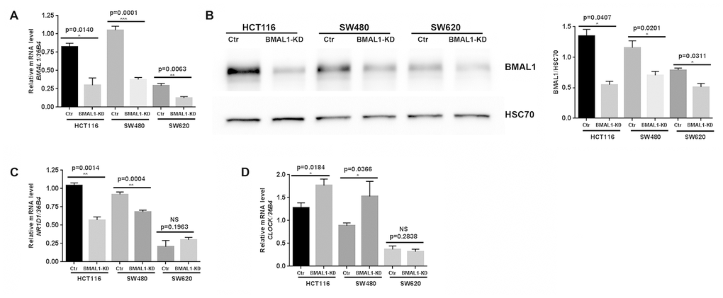 Lentiviral ShBMAL1 decreased BMAL1 expression in three CRC cell lines but only altered expression of some circadian genes in primary CRC cell lines. (A) Effect of shBMAL1 on BMAL1 mRNA level was ascertained by quantitative RT-PCR. 36B4 was used as a quantitative reference (n=5; *pB) Effect of shBMAL1 on the level of BMAL1 protein was ascertained by Western-blot. Left, a representative immunoblot is shown. Right, Bar charts represent BMAL1 expression normalized to HSC70 (n=3; *pC) Quantitative RT-PCR revealed decreased expression of NR1D1 in two primary BMAL1-KD CRC cell lines (HCT116 and SW480) but not in the metastatic CRC cell line SW620. (D) Quantitative RT-PCR revealed increased expression of CLOCK in two primary BMAL1-KD CRC cell lines but not in the metastatic CRC cell line SW620.
