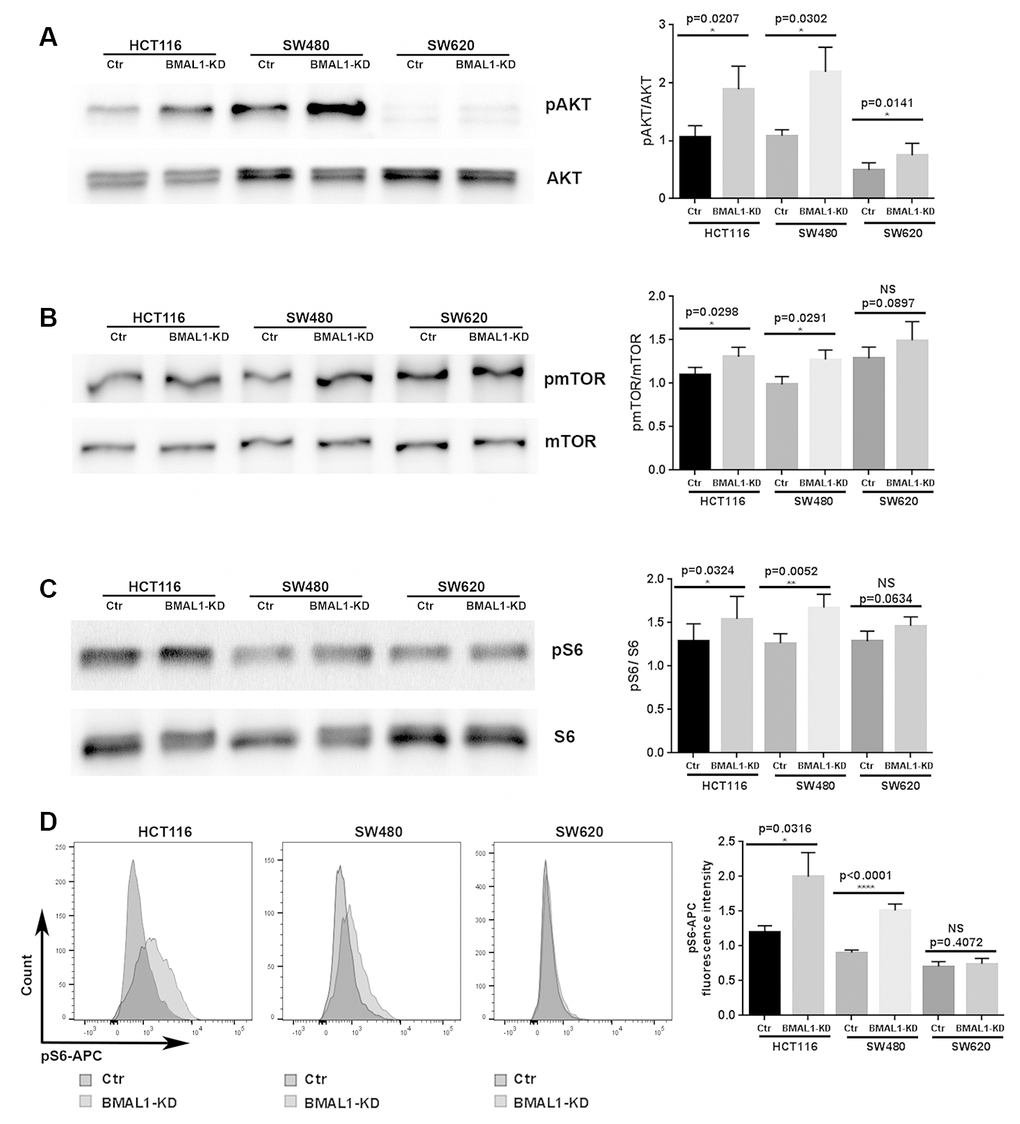 BMAL1-KD increased AKT/mTOR activation to varying degrees in the CRC cell lines. (A) Western-blot analysis revealed that BMAL1-KD increased AKT phosphorylation in the three CRC cell lines (n=5; *pB) Western-blot analysis revealed that BMAL1-KD increased mTOR phosphorylation in HCT116 and SW480 (n=6; *pC) Western-blot analysis revealed that knockdown BMAL1 increased 40S Ribosomal protein S6 phosphorylation in HCT116 and SW480 (n=6; ***pLeft, a representative immunoblot of independent experiments. Right, Bar charts represent the target protein expression level normalized to protein loading controls. (D) Flow cytometry analysis revealed increased phosphorylated S6 in HCT116 BMAL1-KD (*pLeft, representative staining of 7 independent experiments is shown. Right, Graphs represented the mean fluorescence intensity value of phosphorylated S6-APC (n=7). All data are shown as means ± SEM.