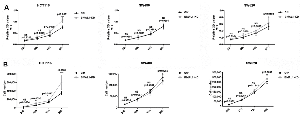 BMAL1-KD induced different cell proliferation patterns in CRC cell lines. MTT cell proliferation assay (A) and cell counts (B) were used to examine BMAL1-KD and control cells’ proliferation rate for 96h. Stable HCT116 BMAL1-KD but not SW480 BMAL1-KD cells exhibited significantly higher cell counts compared to their control. SW620 BMAL1-KD cells only showed faster growth at 96h. (n=8; *p