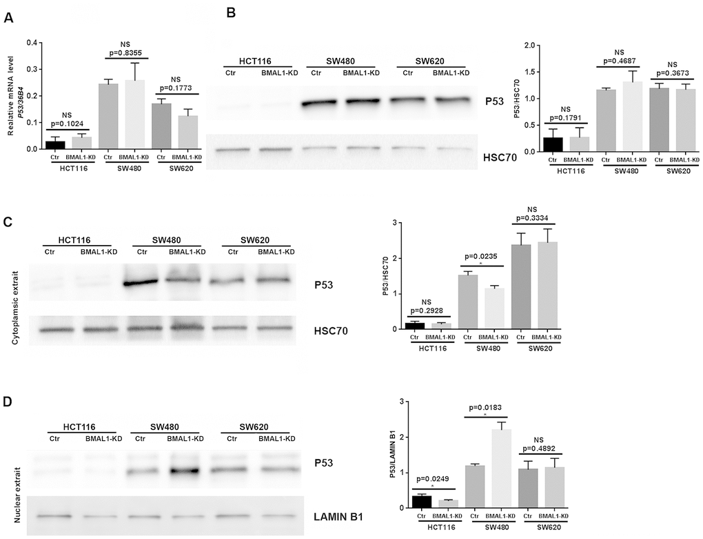 P53 expression status in CRC BMAL1-KD cell lines. (A) Quantitative RT-PCR revealed that no significant change of P53 mRNA levels in the three CRC cell lines. 36B4 was used as a quantitative reference for all quantitative RT-PCR analyses (n=8). (B) Western-blot analysis revealed no significant change of P53 protein levels in the three CRC cell lines (n=7). (C and D) Cytoplasmic (C) and nuclear (D) extracts from BMAL1-KD and control cell lines were analyzed by western-blot. Only SW480 BMAL1-KD cells exhibited a significant decrease of cytoplasmic P53 (n=5; *pLeft, a representative immunoblot of 5 independent experiments was shown. Right, Bar charts represented P53 expression level normalized to HSC70 or LAMIN B1. All data are shown as means ± SEM.
