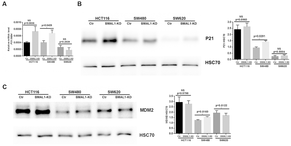 P21 and MDM2 expression status in CRC BMAL1-KD cell lines. (A) Quantitative RT-PCR revealed a significant increase of P21 mRNA in SW480 BMAL1-KD cells (n=6; *pB) Western-blot analysis revealed a significant increase of P21 protein in SW480 BMAL1-KD cells (n=4; *pC) Western-blot analysis revealed increased MDM2 protein in SW480 BMAL1-KD cells (n=5; *pLeft, a representative immunoblot of different independent experiments is shown. Right, Bar charts represent P21 or MDM2 expression normalized to HSC70. All data are shown as mean ± SEM.