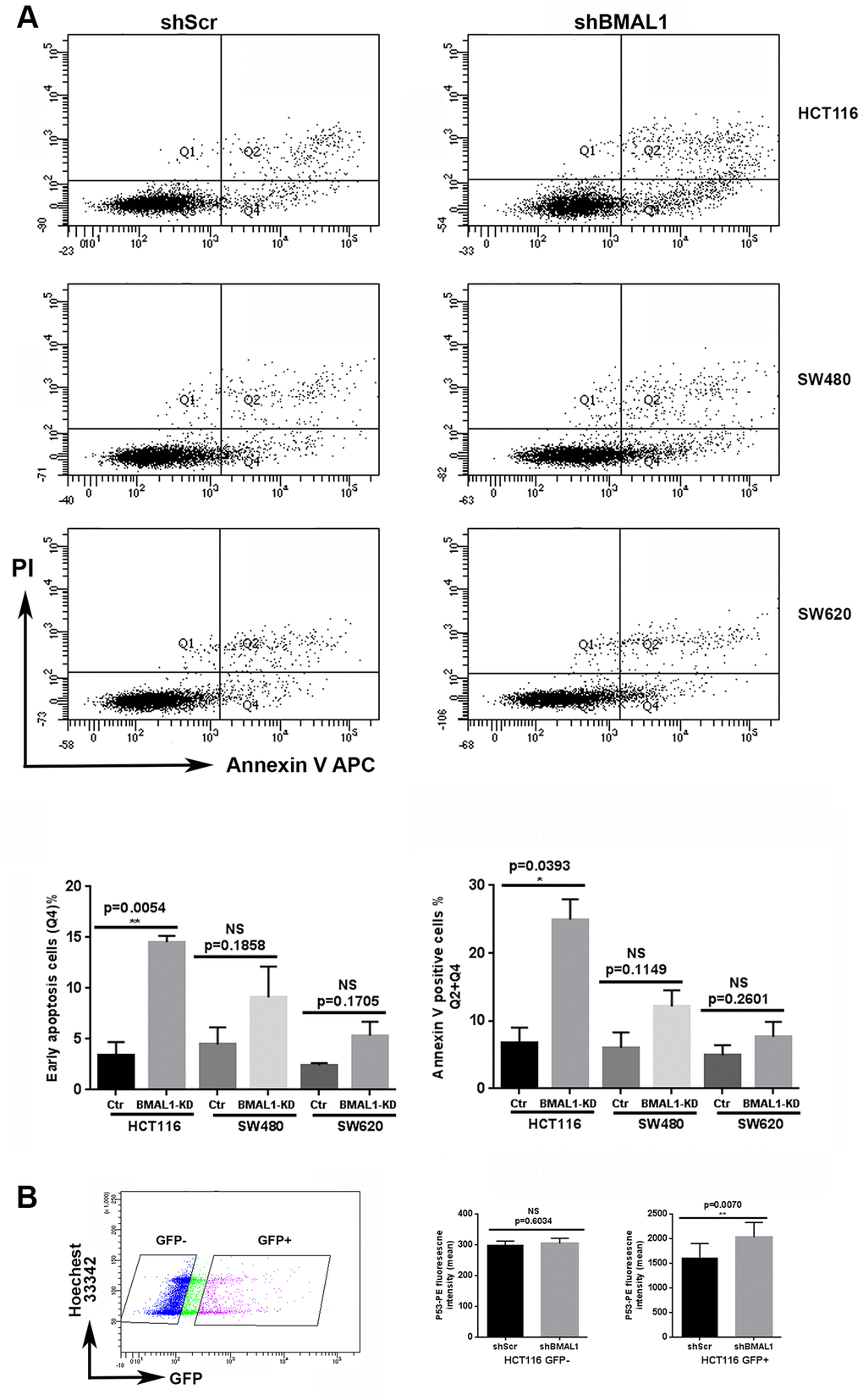 HCT116-shBMAL1 cells temporarily increased apoptosis and P53 activation after lentivirus transduction. (A) Flow cytometry analysis with Annexin V-APC and propidium iodide staining were applied to determine apoptosis ratio in different shRNA (shBMAL1 or shScr) transduced cells 48h after lentivirus transduction. Upper panels, a representative distribution of three independent experiments is shown. Lower panels, Graphs represent the percentage of early apoptosis cells (Q4) and total apoptosis cells (Q2+Q4) (3 independent for each analysis). A significant increase of apoptosis ratio is detected only in HCT116 cells after shBMAL1 transduction (**pB) Flow cytometry analysis with P53-PE and Hoechst 33342 staining revealed that the nuclei of HCT116 shBMA1 transduced cells (GFP positive population) exhibited an increased P53 expression compared to the nuclei of HCT116 shScr transduced cells (n=3; **pRight, Graphs represent the mean of P53 nuclei expression from three independent experiments. All data are shown as means ± SEM.