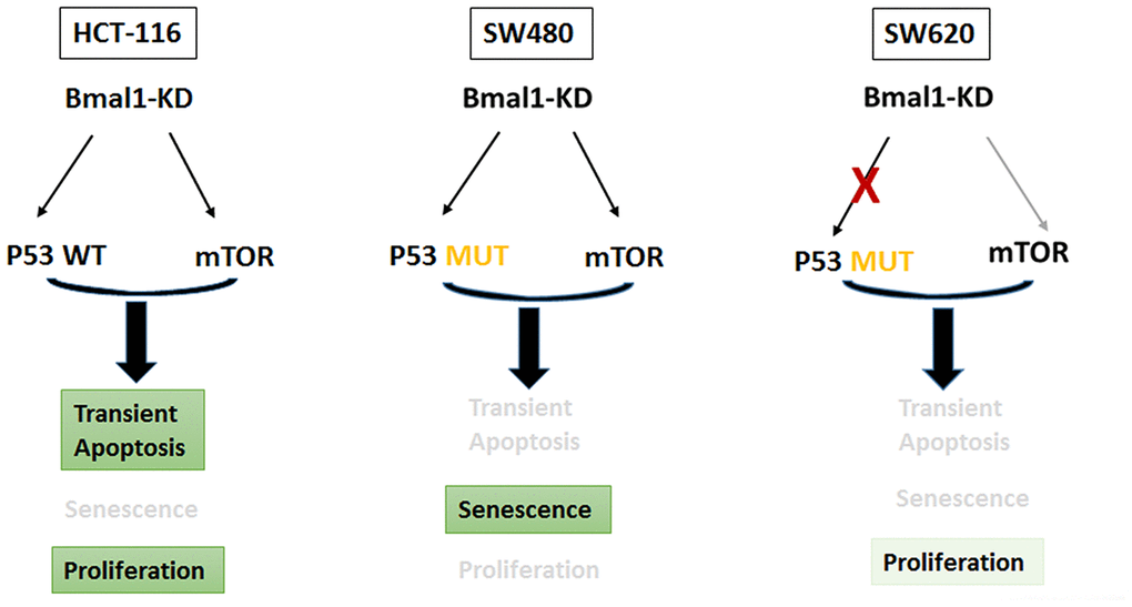 BMAL1-KD modified the delicate equilibrium between AKT/mTOR and P21/P53 pathways, which triggered the different cell fates based on distinct P53 and circadian rhythm status of every CRC cell line.