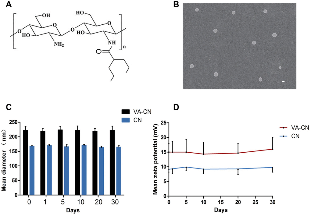 Valproic acid modified chitosan nanoparticles (VA-CN). (A) Chemical structure of VA-CN nanoparticles. (B) TEM image of VA-CN nanoparticles (Scale bar: 200 nm). (C) Sizes of VA-CN and CN nanoparticles were observed for different time points during one mouth. (D) Zeta potential of VA-CN and CN nanoparticles were detected by ZetaPlus for different time points during one mouth.