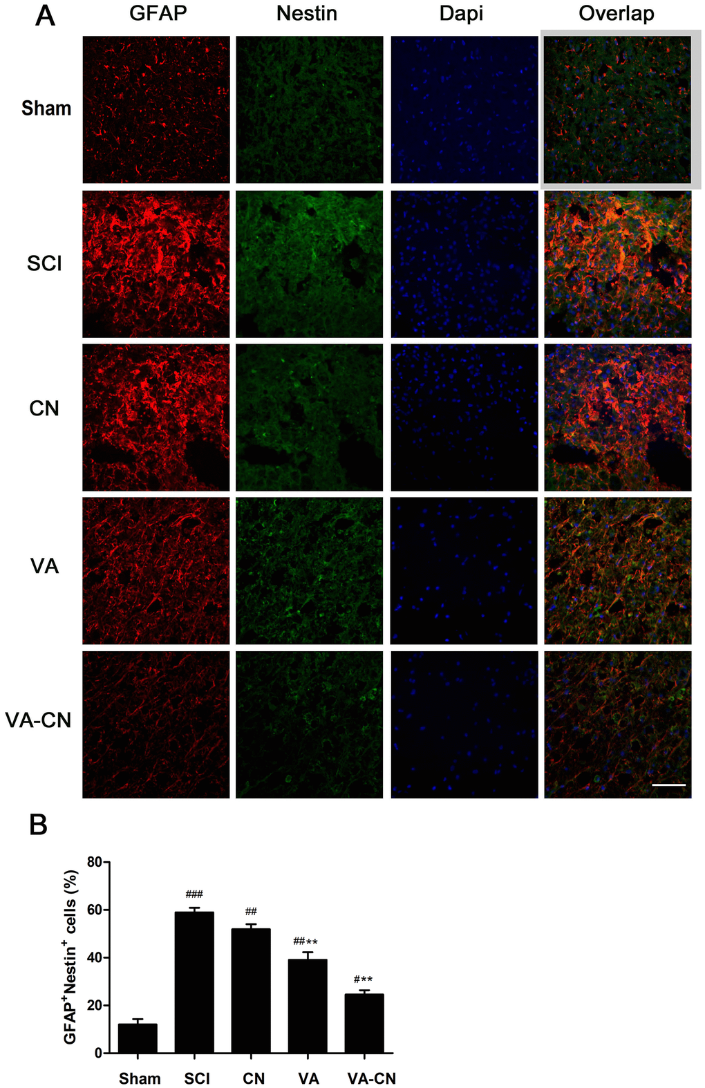 VA-CN reduced astrocytic reactivity in the injuried spinal cord grey matter. Levels of astrocytic reactivity was estimated by double immunostaining for GFAP and nestin. (A) Confocal images of injury sites analyzed for overlap of GFAP (red), nestin (green) and Dapi (blue), Scale bar: 50 μm. (B) The astrocytic reactivity was quantified by GFAP+nestin+ cells, n=6 per group, * p