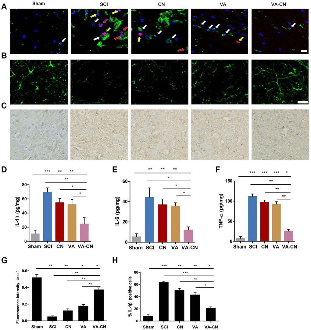 VA-CN promoted neuroprotection after SCI. (A) Co-labeled CD11b (green) immunoreactive, Ki67 marker (red) and Dapi (blue) in the spinal cord of rats. White arrows represent microglia, yellow arrows represent proliferated cells and red arrows represent the proliferation of microglia cells (Scale bar: 20 μm), n=6 per group. (B) Florescence images of NF160 in injured spinal cord at 28 day after SCI (Scale bar: 50 μm). (C, H) Representative images for IL-1β immunohistry (200× magnification) at 7 days after injury and the IL-1β positive cells were quantified. n=6 per group, * pD–F) Quantification of IL-1β, IL-6 and TNF-α production was evaluated at 7 days after injury, n=6 per group, * pG) Intensify quantification of NF160 florescence in injured spinal cord at 28 day after SCI, n=6 per group, * p