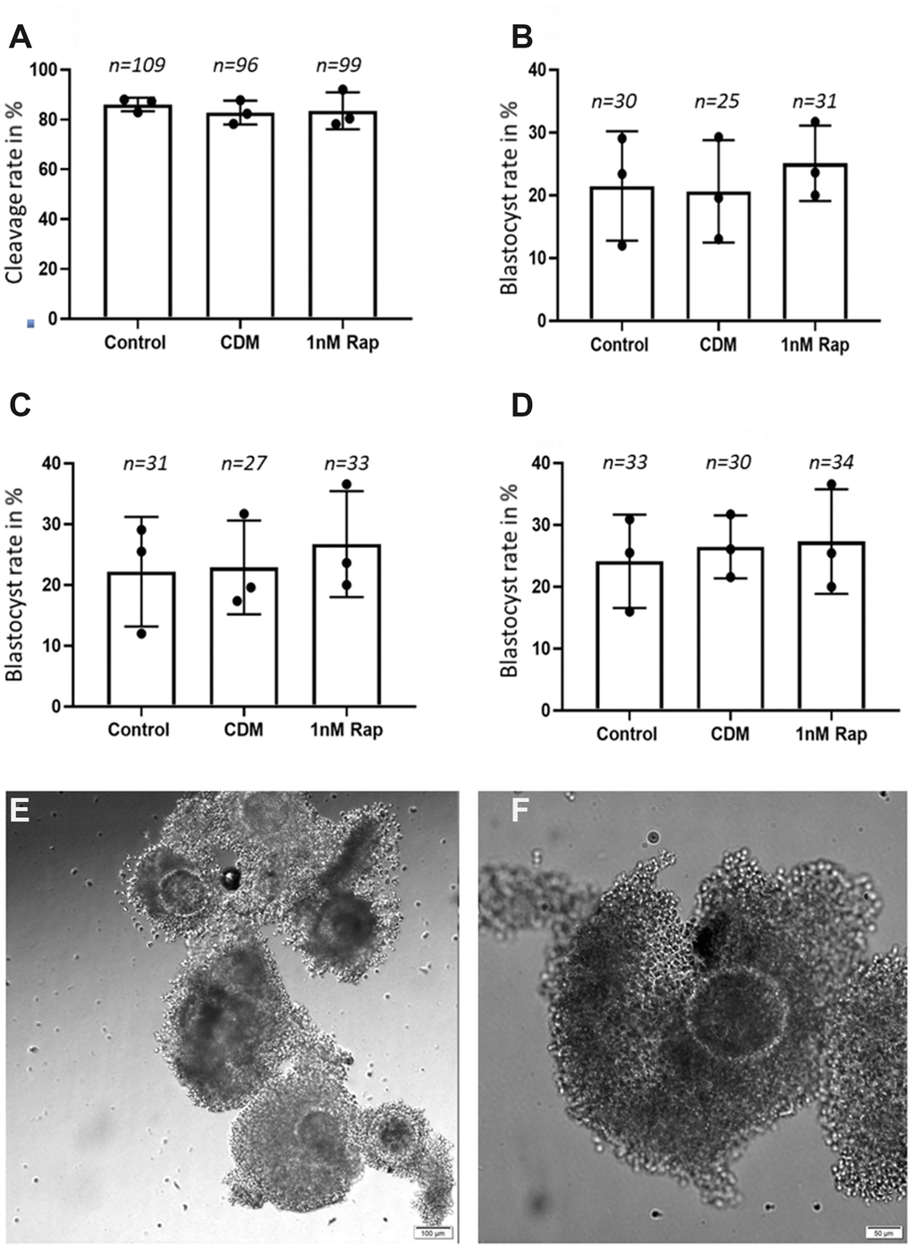 Influence of 1nM Rapamycin supplementation on early embryonic development. The results are presented as cleavage rates and blastocyst rates in % (total number of metaphase II oocyte/total number of embryonic stage). (A) shows the results for proper cleaved embryos on day 4 in the three experimental groups. (B) shows the results for the blastocyst rate on day 7 in the three experimental groups. (C) shows the results for the blastocyst rate on day 8 in the three experimental groups. (D) shows the results for the blastocyst rate on day 9 in the three experimental groups. A total of 695 good quality COCs (representative COCs shown in (E) [scale bar: 100 μm] and (F) [scale bar: 50 μm]) were used for the in vitro maturation, fertilization, and culture until day 9, and the "n" above each bar represents the number of detected good quality early cleavage stage embryos, (control= control without supplementation, CDM=vehicle control with DMSO supplementation, 1nMRap= 1nM Rapamycin supplementation).