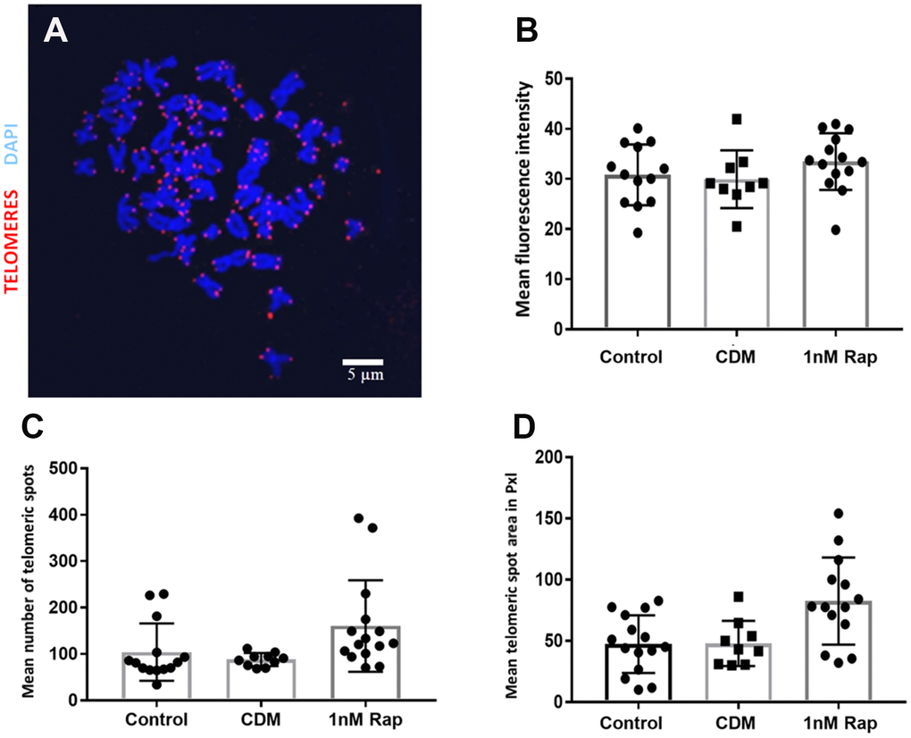 Telomere visualization and evaluation after Q-FISH in metaphase spreads of bovine oocytes. Telomeres were detected by Q-FISH on MII oocytes using a probe targeting telomeric repeats (red) and DNA stained with DAPI (blue). (A) Oocyte Metaphase II spread, scale bar: 5 μm. (B) Mean fluorescence intensity of telomeric spots in all experimental groups. (C) shows the results for the mean number of telomeric spots in the three experimental groups. (D) shows the results for the mean telomeric spot area expressed in Pixels (pxls) in the three experimental groups. (control= control without supplementation, CDM=vehicle control with DMSO supplementation, 1nMRap= 1nM Rapamycin supplementation).