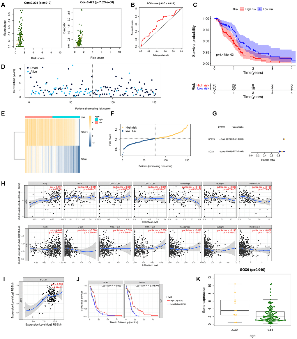 Diagnostic studies and survival analysis in risk genes (SOX6 and SOX21). (A) The correlation between the immune-infiltration abundance in risk genes (SOX6 and SOX21). (B) The receiver operating characteristic (ROC) curve for this model. (C) The survival curve is based on dividing the sample according to the median value of the risk value. (D–F) showed survival status of risk SOX6 and SOX21 among high and low risk groups. (G) Forest plot drawing for the independent prognostic value of risk HMG-box related obtained from univariate Cox regression analysis. (H) The correlation between the immune-infiltration abundance and the SOX6/SOX21 expression value. (I) The correlation of mRNA (SOX6, and SOX21) expression values in GBM by TIMER. (J) Survival curves of SOX6 and SOX21 in GBM. (K) The expression SOX6 between age of  41 years.