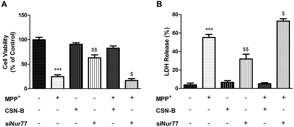 Effects of Nur77 on PC12 cell viability and LDH. (A) Nur77 increase PC12 cell survival and (B) decrease level of Lactate dehydrogenase (LDH) (***P $$P $P + group; n=3, mean +/- SEM).
