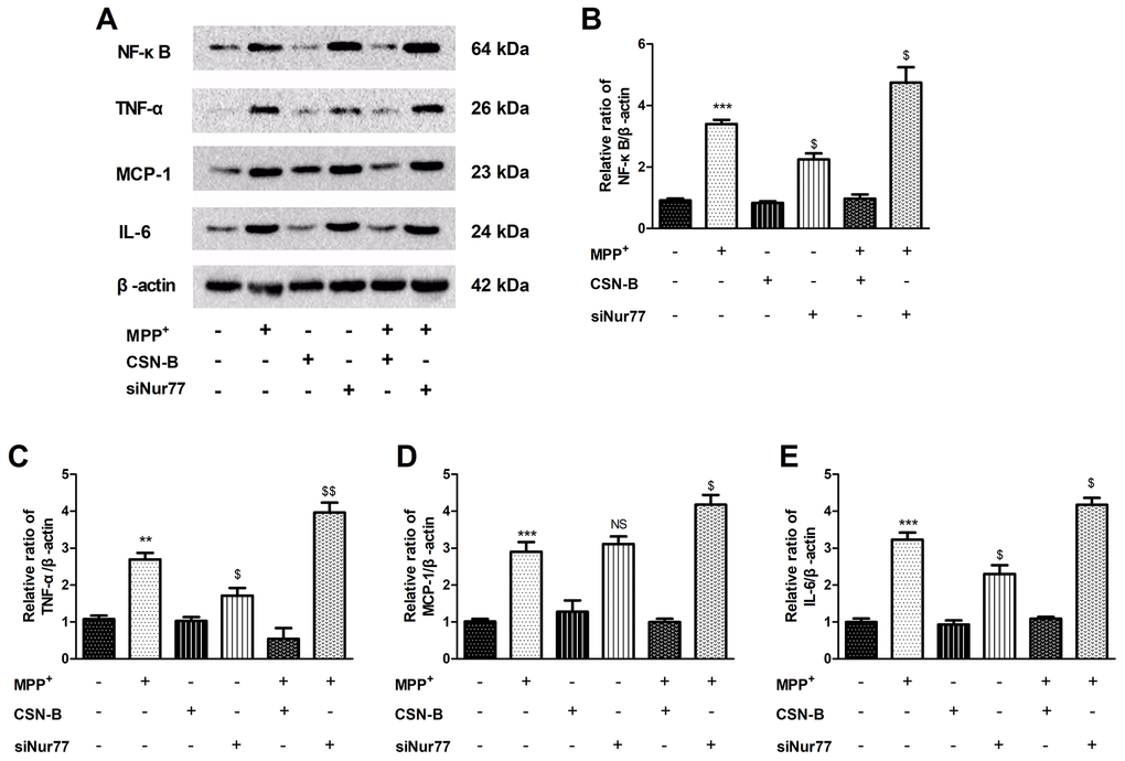 Effects of Nur77 on cytokines expression in MPP+-treated PC12 cells. (A) Nur77 increase NF-κB, TNF-α, IL-6 and MCP-1. (B–E) CSN-B and siNur77 treatment alone did not effect expression of NF-κB, TNF-α, IL-6 and MCP-1. MPP+ incubation pronouncedly increased level of NF-κB, TNF-α, IL-6 and MCP-1, while this elevation was abolished by CSN-B. (***P **P $$P $P + group; n=3, mean +/- SEM).