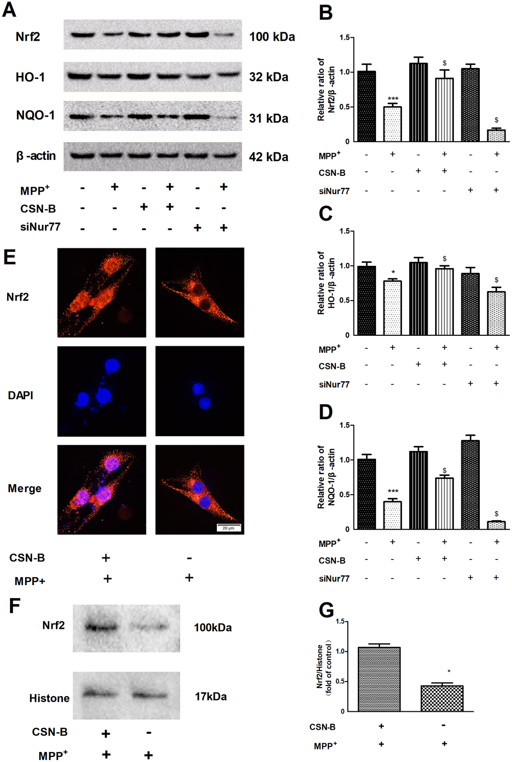 Regulation of the Nur77 on anti-oxidant stress. (A) CSN-B treatment significantly reversed the reduction of Nrf2 caused by MPP+, siNur77 transfection reduced the expression of Nrf2 under MPP+ stress. (B–D) CSN-B could significantly increase the expression of HO-1 and NQO-1, while Silencing of Nur77 with siRNA can significantly decrease HO-1 and NQO-1expression.(***P *P $P + group; n=3, mean +/- SEM). (E) Immunohistochemistry of Nrf2 in PC12 cells after CSN-B treatment. (F, G) Protein expression and Quantitative analysis of Nrf2 in PC12 cell nucleus.