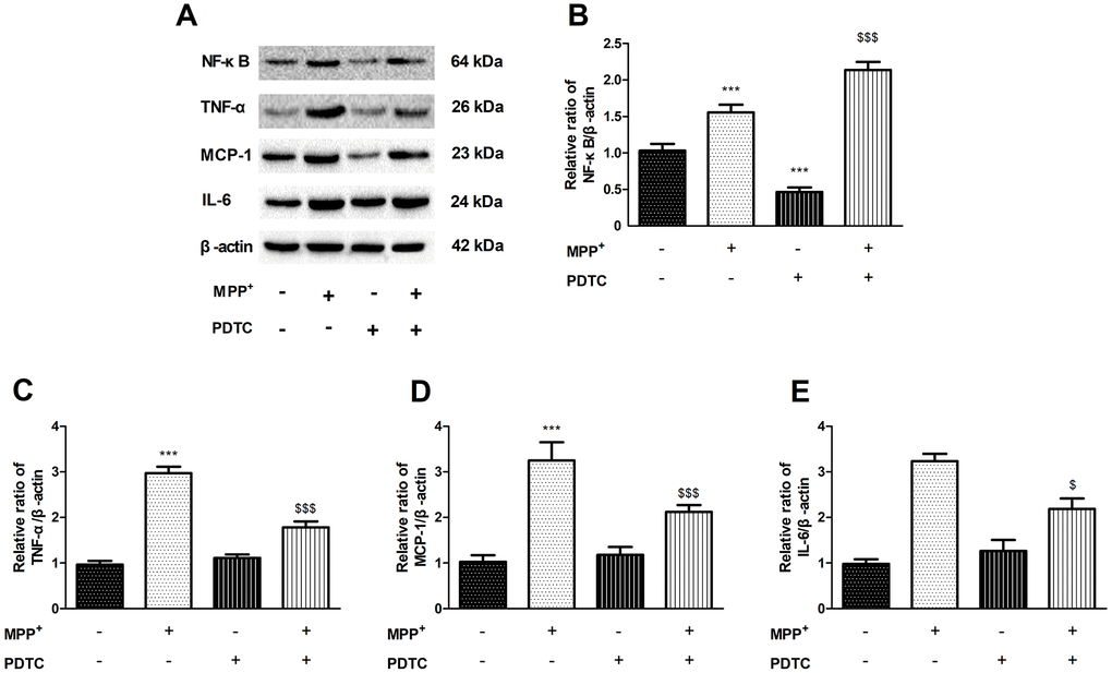The effect of of PDTC on cytokines expression. (A–E) NF-κB specific inhibitor PDTC can decrease the proteins expression of NF-κB, TNF-α, MCP-1 and IL-6 in MPP+-treated PC12 cells. (***P $$$P + group; n=3, mean +/- SEM).