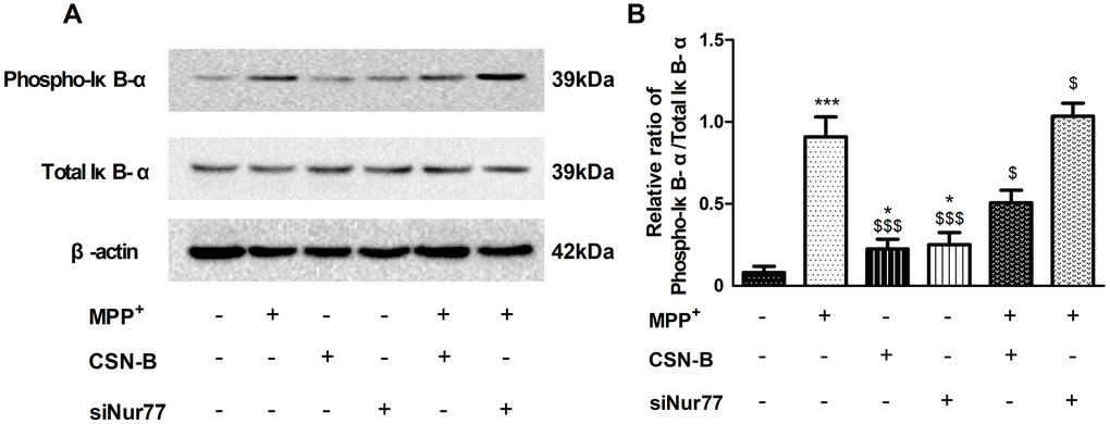 The effect of cytosporone B and siNur77 on protein expression of phosphorylation of IκB-α. (A, B) MPP+ and siNur77 can increase the level of the phosphorylation IκB-α in MPP+-treated PC12 cells, while CSN-B reverse this increase. (***P $$$P $P + group; n=3, mean +/- SEM).