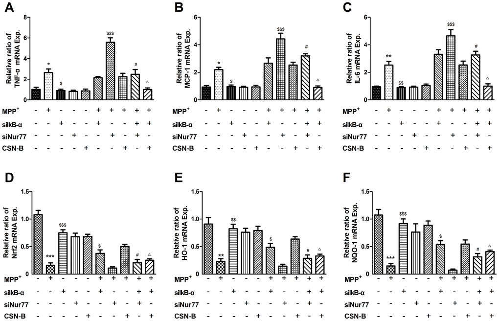 Effects of Nur77 on cytokines and oxidant stress in primary neurons. MPP+ significant upregulated in the expression of mRNAs encoding (A–C) TNF-α, IL-6 and MCP-1 and downregulated (D–F) Nrf2, HO-1, NQO-1, while siIκB-α can reverse the upregulation and downregulation. The role of CSN-B is the same as siIκB-α, while siNur77 can significantly increase level of TNF-α, IL-6 and MCP-1 and decrease level of Nrf2, HO-1, NQO-1. When IκB-α is silenced by IκB-α siRNA, the regulative role of CSN-B and siNur77 is significantly reduced (***P $$$P $$P $P + group; #P+ group; ΔP+ group; n=3, mean +/- SEM).