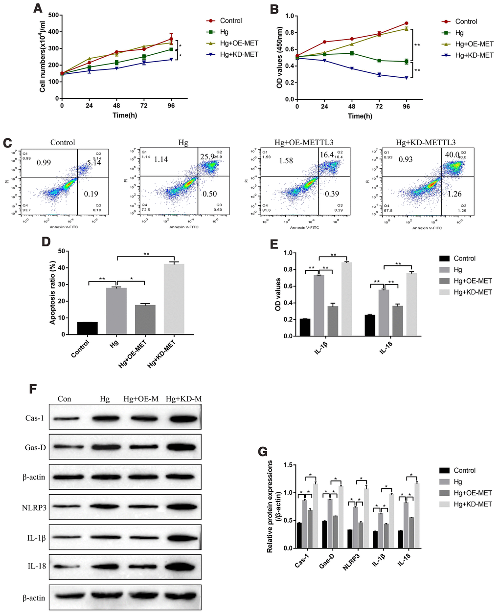 METTL3 affected high-glucose regulated RPE cell proliferation, apoptosis and pyroptosis. (A) Cell counting assay was employed to measure RPE cell division abilities. (B) CCK-8 assay was conducted to determine RPE cell proliferation abilities. (C, D) FCM was performed to detect RPE cell apoptosis ratio. (E) ELISA was performed to measure the expression levels of IL-1β and IL-18 in the supernatants of RPE cells. (F, G) Western Blot was used to determine the expression status of pyroptosis associated proteins (Caspase-1, Gasdermin D, NLRP3, IL-1β and IL-18) in RPE cells. (“Hg” means “High-glucose”, “OE-M” means “Overexpressed METTL3” and “KD-M” means “Knock-down of METTL3”). Each experiment had at least 3 repetitions, the data were collected and represented as Mean ± SD. “*” means p p 