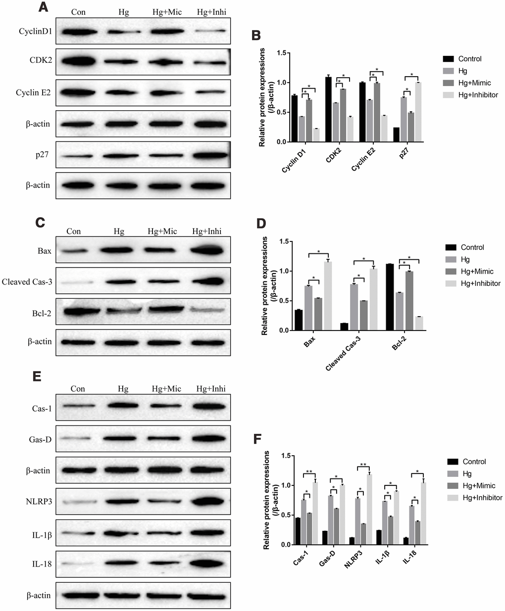 High-glucose regulated RPE cell functions by downregulating miR-25-3p. Western Blot was conducted to determine the expressions of (A, B) proliferation associated proteins (Cyclin D1, CDK2 and Cyclin E2), (C, D) apoptosis associated proteins (Bax, cleaved caspase-3 and Bcl-2) and (E, F) pyroptosis associated proteins (Caspase-1, Gasdermin D, NLRP3, IL-1β and IL-18) in RPE cells. (“Con” means “Control”, “Hg” means “High-glucose”, “Mic” means “miR-25-3p mimic” and “Inhi” means “miR-25-3p inhibitor”). Each experiment had at least 3 repetitions, the data were collected and represented as Mean ± SD. “*” means p p 