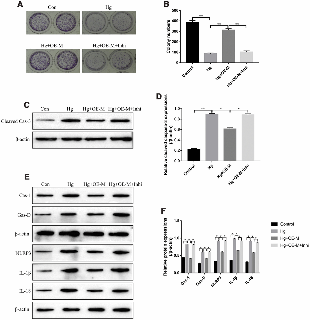 High-glucose inhibited RPE cell viability by regulating METTL3/miR-25-3p signaling cascade. (A, B) The colony formation assay was performed to measure RPE cell proliferation. Western Blot was used to determine the expression levels of (C, D) cleaved Caspase-3 and (E, F) pyroptosis associated proteins (Caspase-1, Gasdermin D, NLRP3, IL-1β and IL-18) in RPE cells. (“Con” means “Control”, “Hg” means “High-glucose”, “OE-M” means “Overexpressed METTL3” and “Inhi” means “miR-25-3p inhibitor”). Each experiment had at least 3 repetitions, the data were collected and represented as Mean ± SD. “*” means p p 