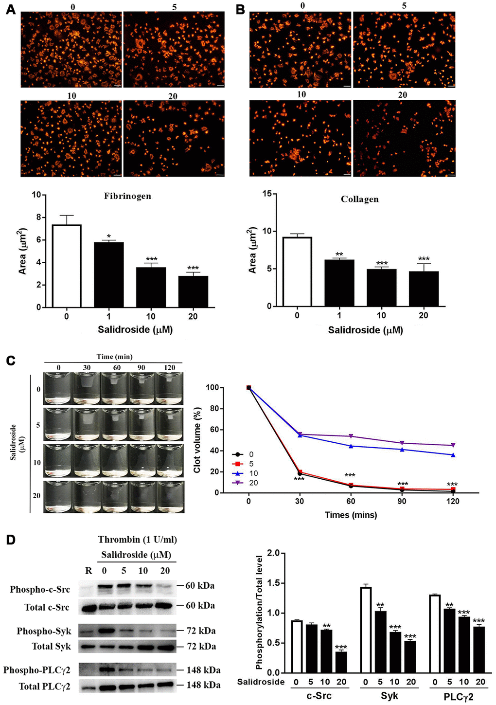 Platelet spreading and clot retraction. Washed human platelets were placed on glass coverslips coated with fibrinogen (A) or collagen (B) at 37°C for 90 min followed by staining with Alexa Fluor-546-labelled phalloidin (mean ± SD, n = 3). Clot retraction was also performed in Salidroside-treated platelets (mean, n = 3) (C). Meanwhile, under clot retraction condition, the phosphorylation level of c-Src, Syk and PLCγ2 was measured by western blot and represented as a ratio relative to the total level (mean ± SD, n = 3) (D). For panel A, B and D, data were analyzed by one-way ANOVA. Compared with 0, *P **P ***P ***P 