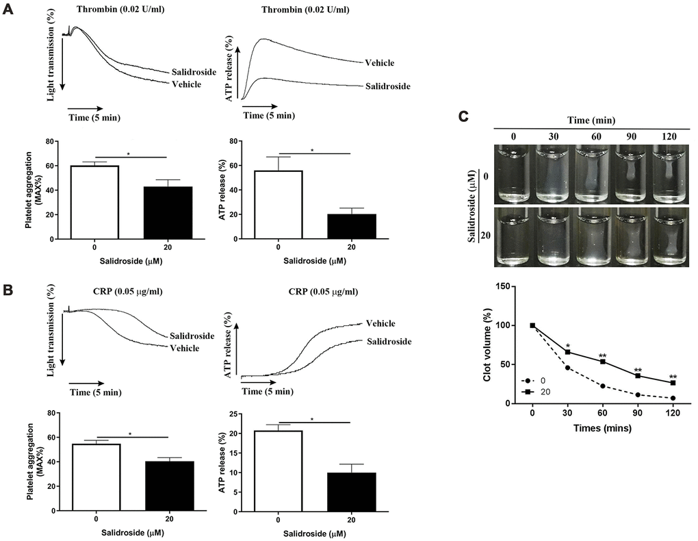 Effect of salidroside on mouse platelet function. Washed mouse platelets were treated with vehicle or 20 μM salidroside followed by measuring platelet aggregation and ATP release in response to thrombin (0.02 U/ml) (A) or CRP (0.05 μg/ml) (B) as well as thrombin-mediated clot retraction (C). For panel A and B, data were presented as mean ± SE (n = 3-4) and analyzed by unpaired student t-test. *P *P **P 