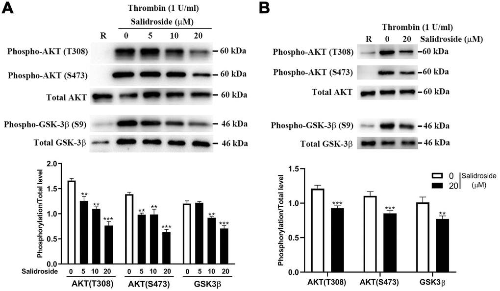 Phosphorylation level of AKT and GSK3β. After salidroside treatment, human (A) or mouse (B) platelets were treated with 1 U/ml thrombin for 15 min followed by analysis of the phosphorylation level of AKT and GSK3β by western blot. The protein expression was quantified using Image J software and represented as a ratio of phosphorylation to the total level (mean ± SD, n = 3). Data were analyzed by one-way ANOVA. Compared with 0, **P ***P 